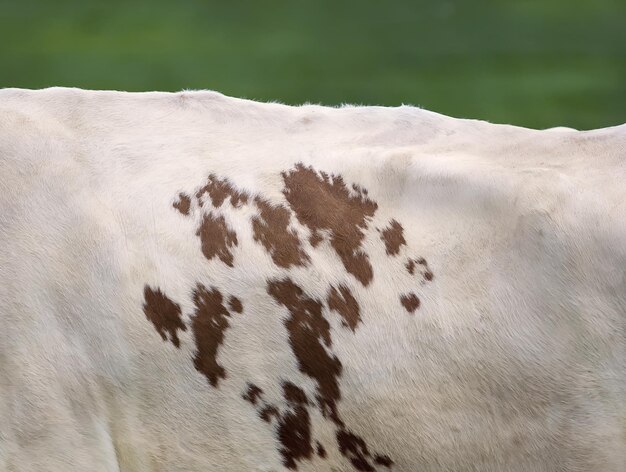 Photo close-up of cow on ground