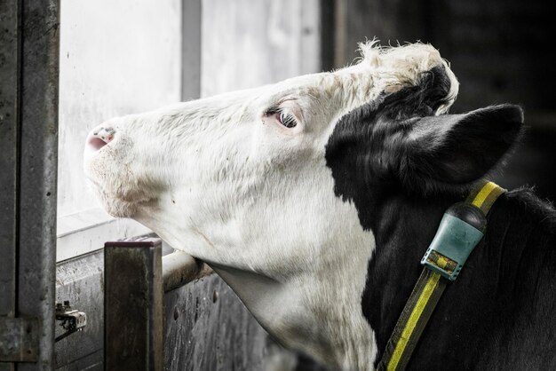 Foto close-up di una mucca che guarda attraverso la finestra in un fienile