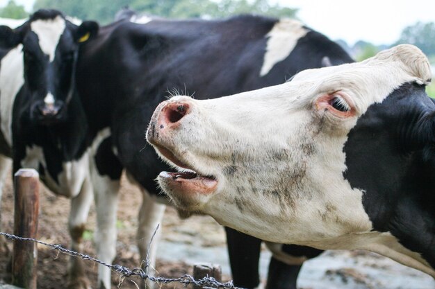 Photo close-up of cow mooing on field