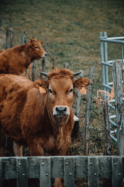 フェンスの後ろに滞在している自然の中で牛にクローズアップ