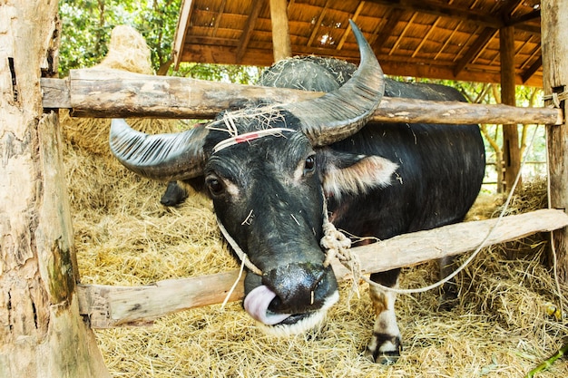 Foto prossimo piano di una mucca nel recinto