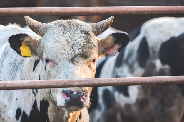 Close up Cow portrait at farm.