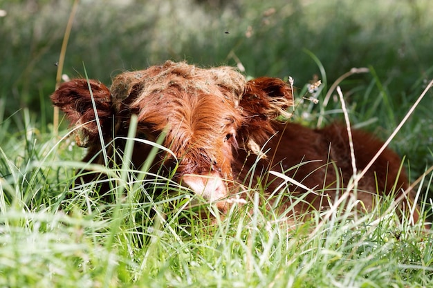 Photo close-up of cow sitting on grassy field