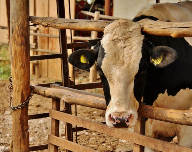 Foto close-up di una mucca in piedi in fattoria