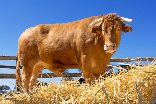 Close-up of cow standing on field against clear sky