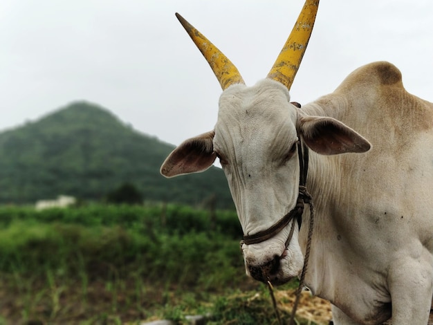 Photo close-up of cow standing on field