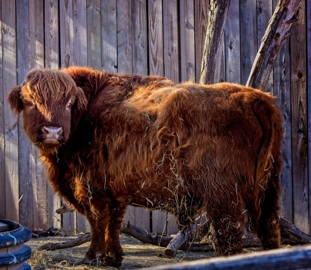 Close-up of cow standing outdoors