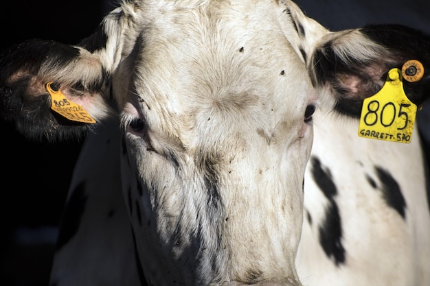 Photo close-up of cow with livestock tags