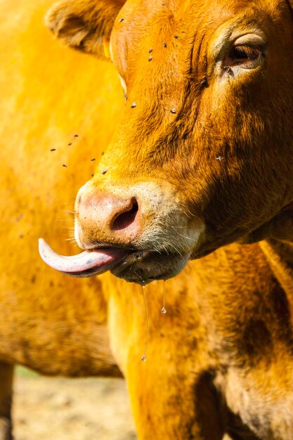 Close-up of cow