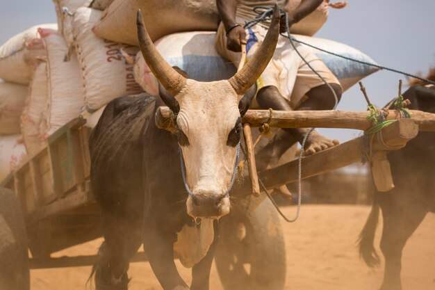 Foto prossimo piano di una mucca