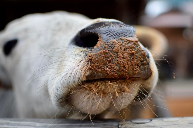 Foto prossimo piano di una mucca