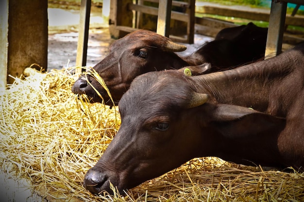 Photo close-up of a cow