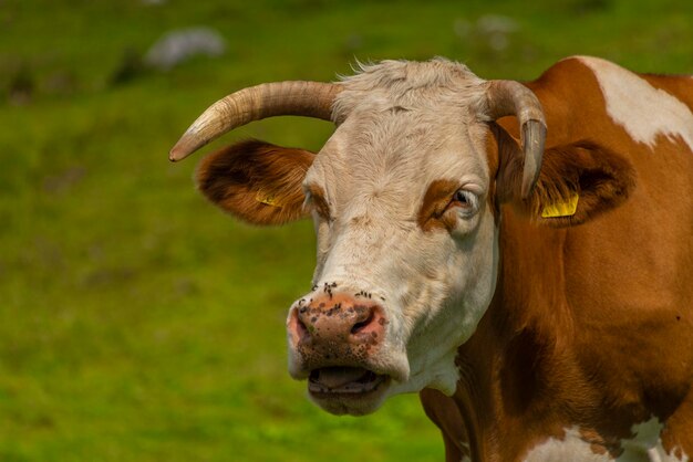 Close-up of cow