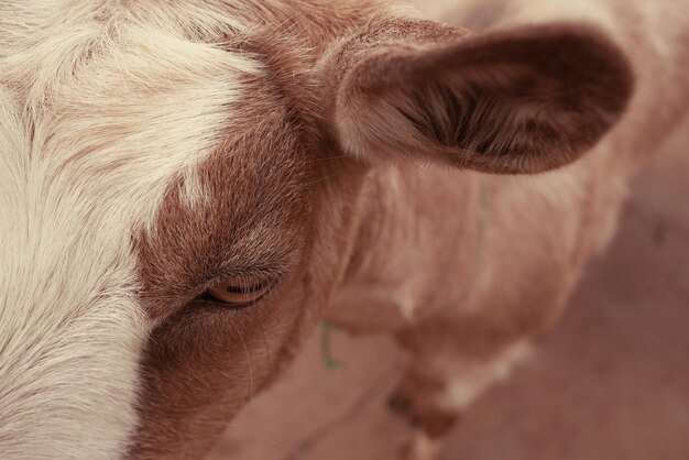 Foto prossimo piano di una mucca