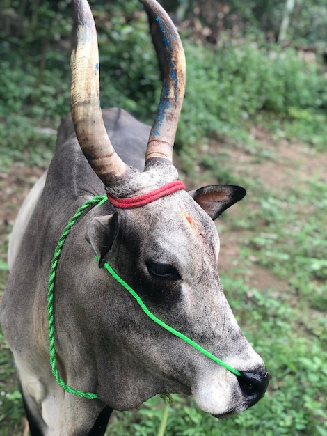 Foto prossimo piano di una mucca