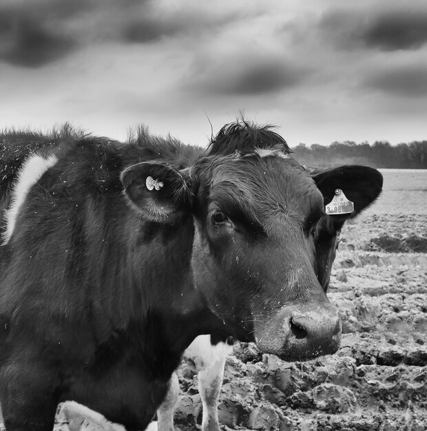 Photo close-up of cow