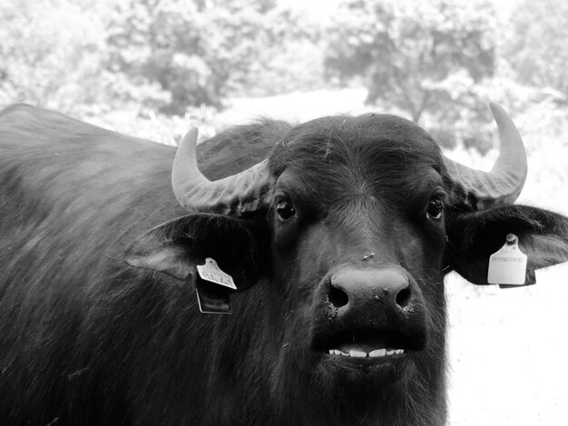 Photo close-up of cow