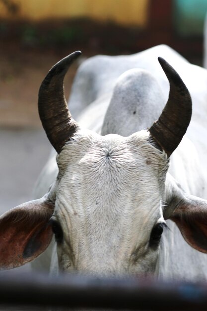 Foto prossimo piano di una mucca