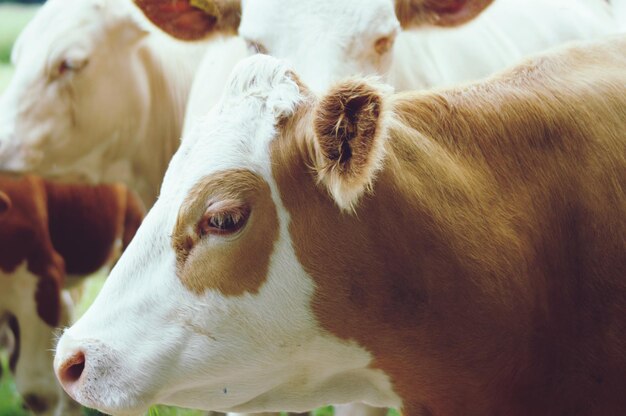 Photo close-up of cow