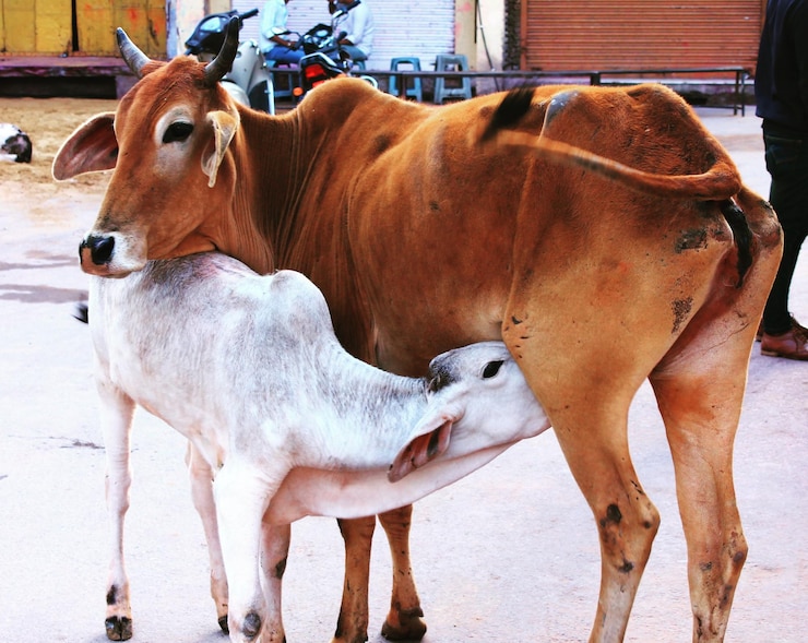 फोटो गाय का क्लोज-अप।