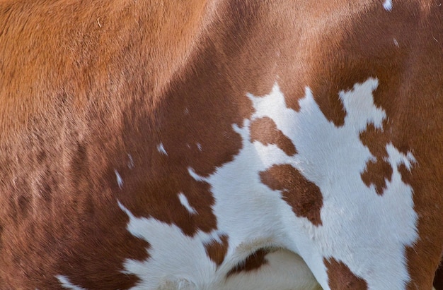 Foto prossimo piano di una mucca