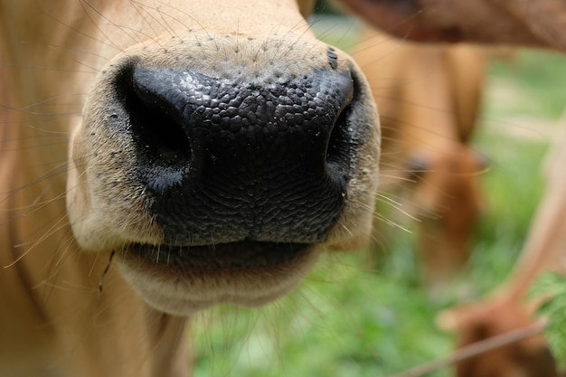 Foto prossimo piano di una mucca