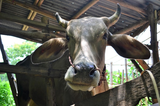 Close-up of cow