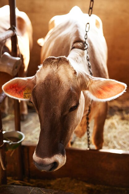 Foto prossimo piano di una mucca