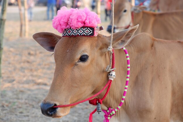 Photo close-up of a cow