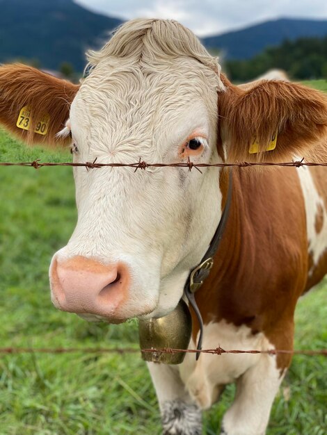 Foto prossimo piano di una mucca