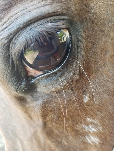 Photo close-up of cow