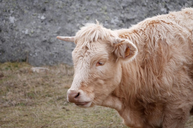 Foto prossimo piano di una mucca