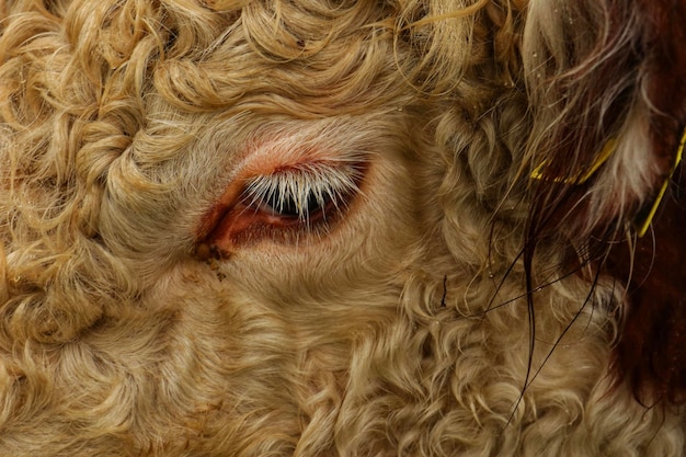 Foto close-up di una mucca