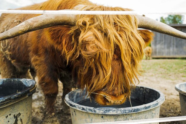 Photo close-up of cow