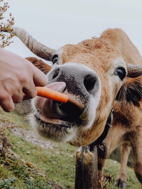 Photo close-up of cow