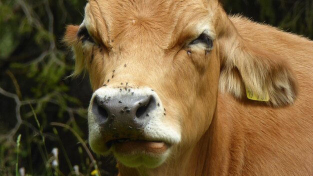 Photo close-up of cow