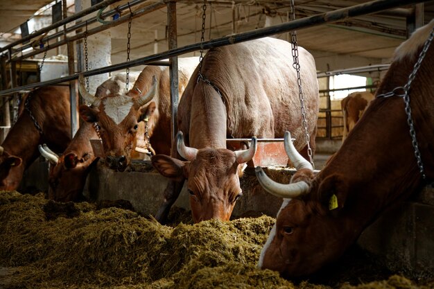 Photo close-up of a cow