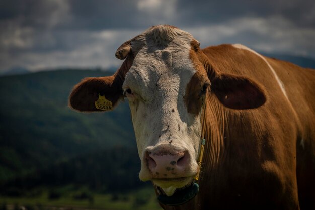 Close-up of cow