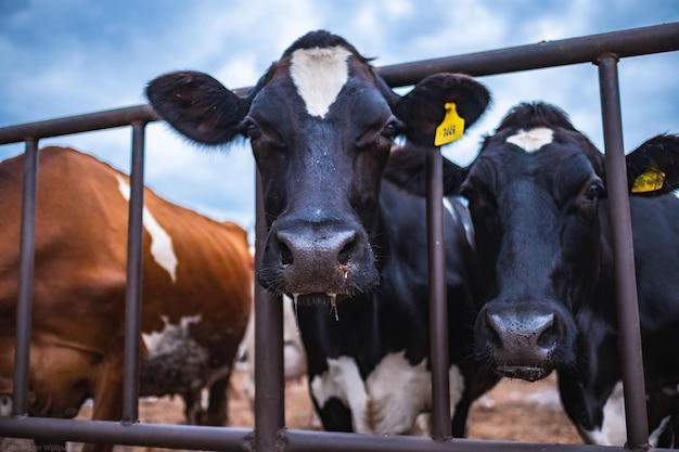 Close-up of cows by railing at farm