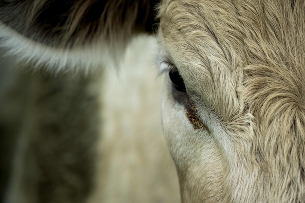 Close up of cows in a field grazing on pasture in Australia