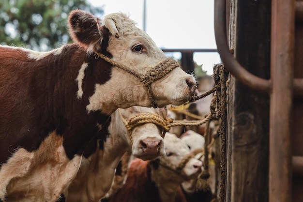 close up of cows tied up in stab