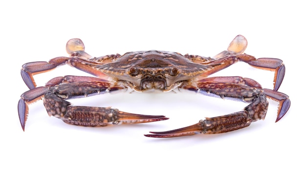 Close-up of crab against white background