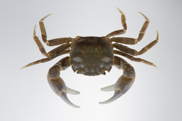 Photo close-up of crab against white background