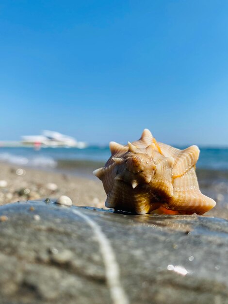 Close-up of crab on beach against clear sky