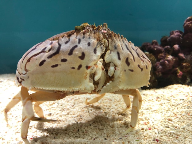 Close-up of crab on beach