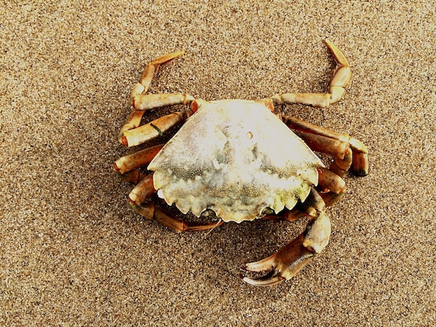 Photo close-up of crab on beach