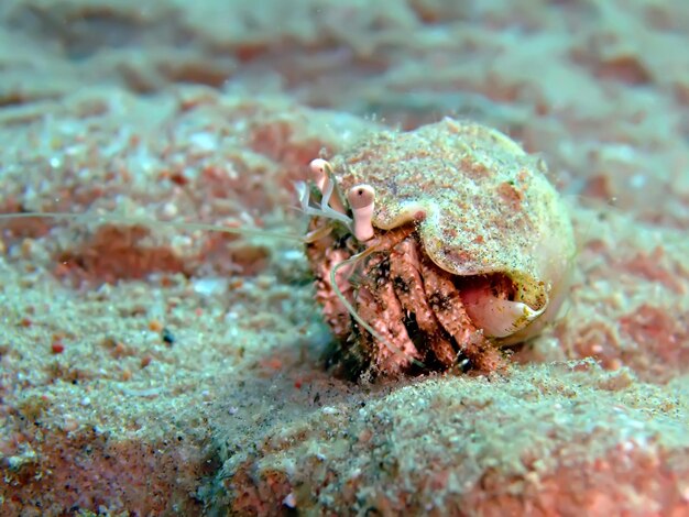 Photo close-up of crab on beach