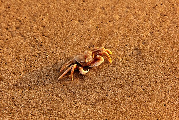 Photo close-up of crab on beach