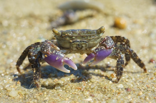 Photo close-up of crab on beach