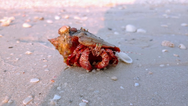 Foto prossimo piano di un granchio sulla spiaggia